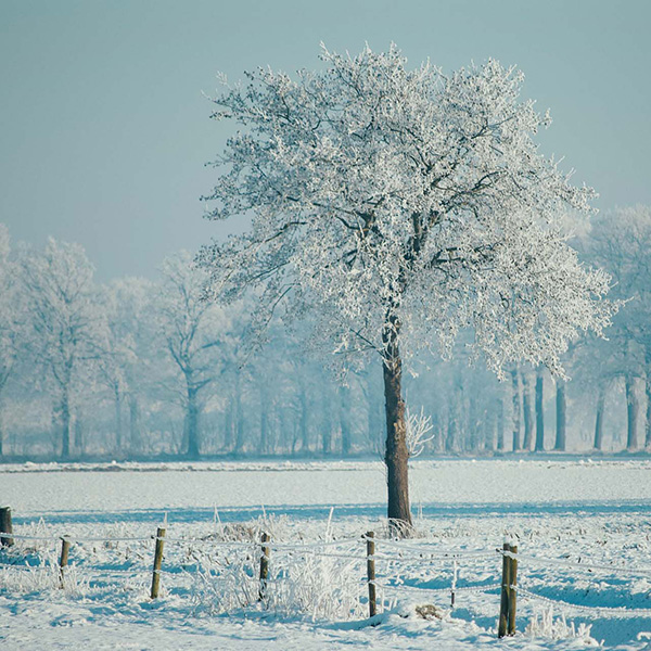 Boom met sneeuw winter