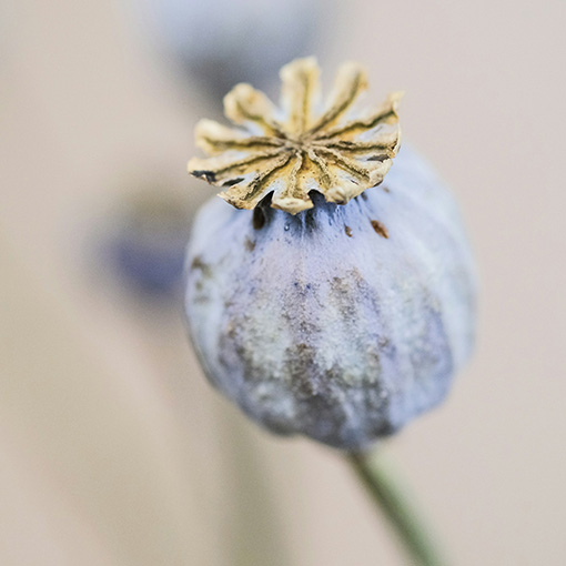Papaver